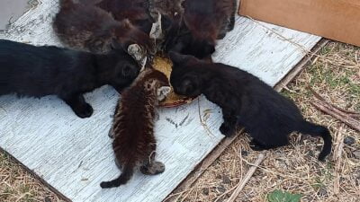 20230909_141041 Feral Kittens