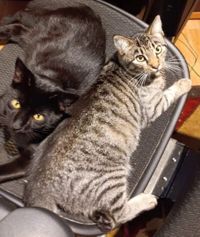 Pye & Tab Pyewacket and Tab kicking it on my computer chair