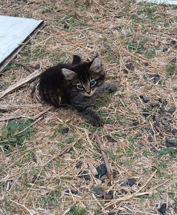 Feral Kittens - Donate to Help