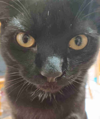 Pyewacket Pyewacket 5mo old kitten who needs his shots