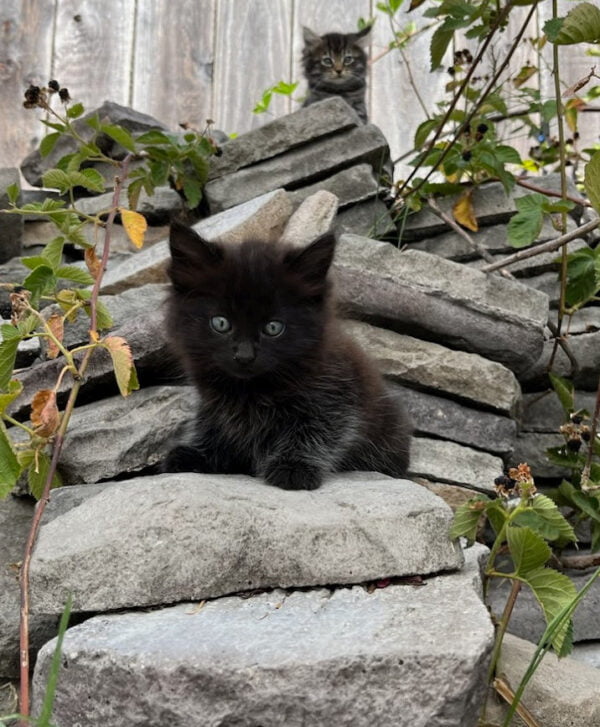 Feral Kitten - Donate to Help